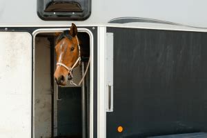 international horse transportation cost.